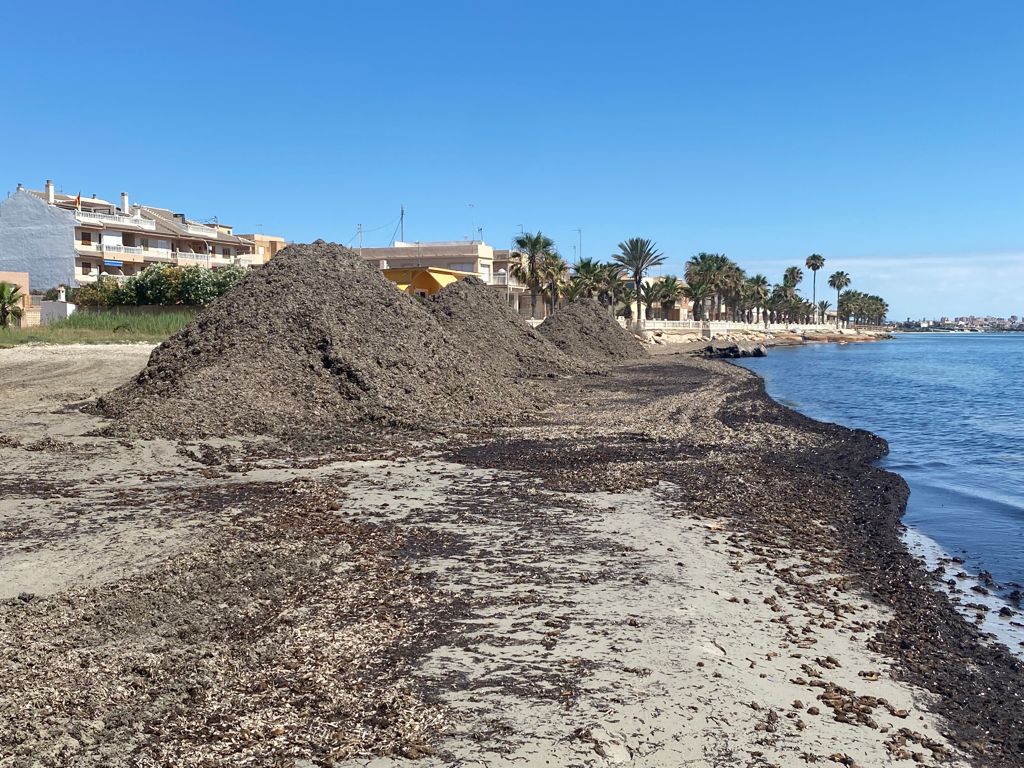 El Ayuntamiento traslada arribazones de posidonia hasta la Playa de la Llana para reforzar su barrera litoral