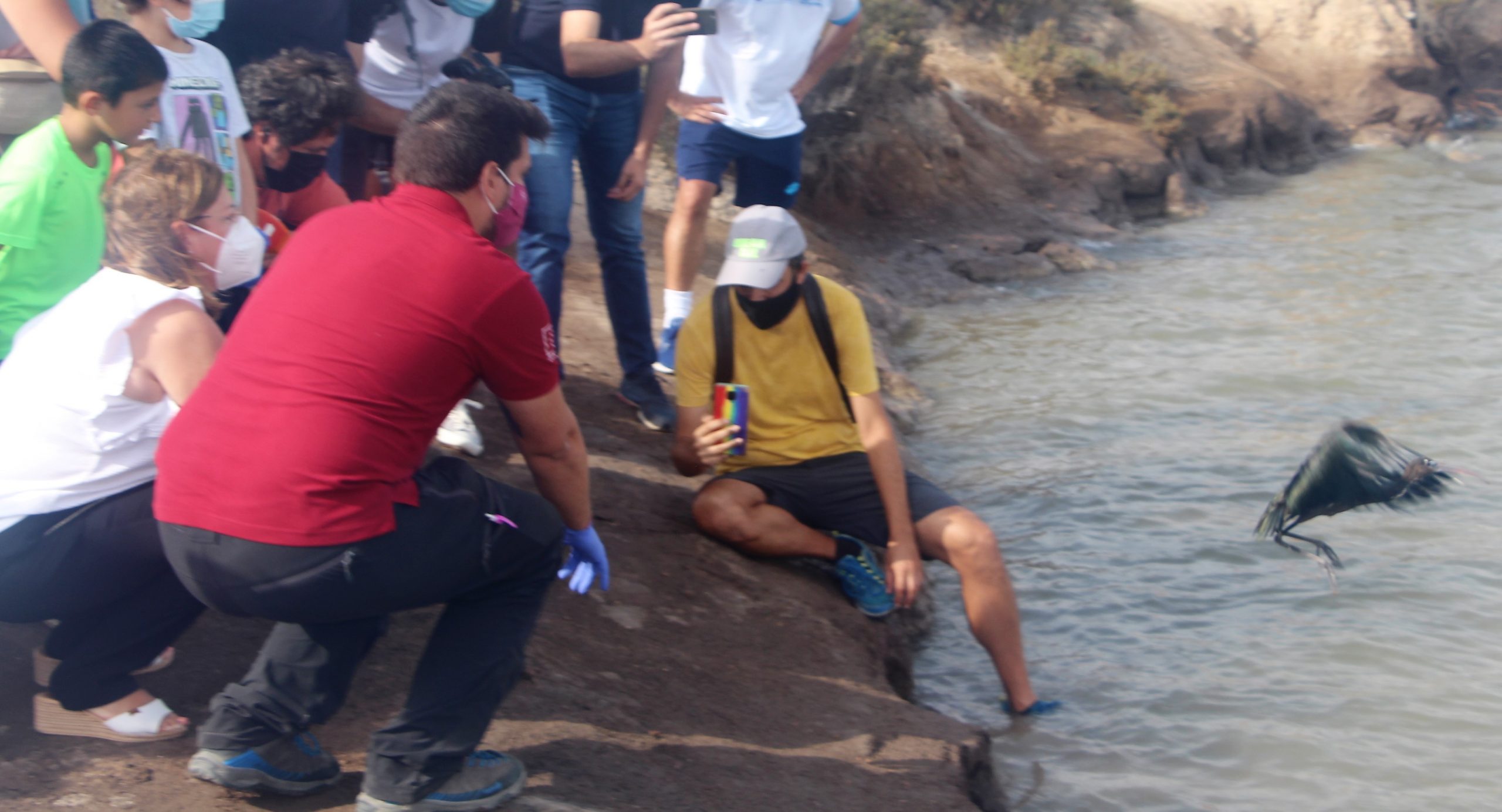 Liberados dos ejemplares de morito común en las Salinas de San Pedro tras recuperarse de diversas lesiones