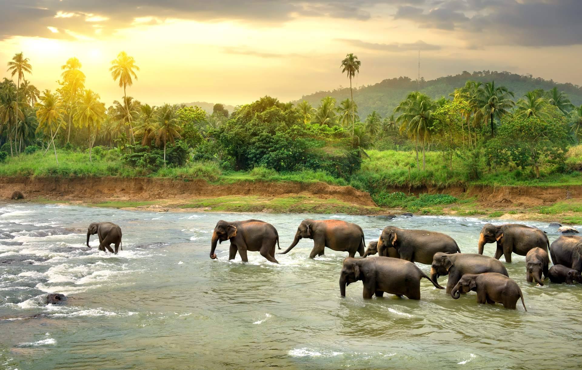 Sri Lanka Viajes Edén demuestra la hospitalidad en Sri Lanka en tiempos de crisis