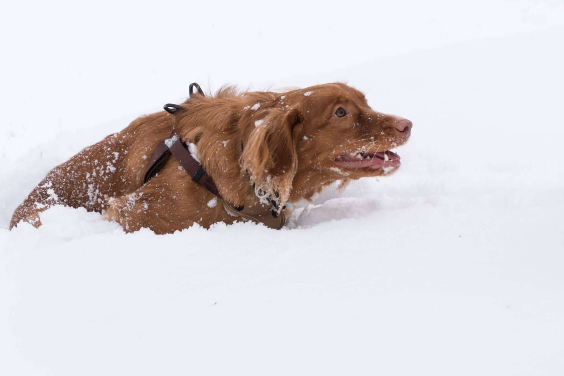 Los cuidados que requieren los perros de cara al invierno, con LovePets