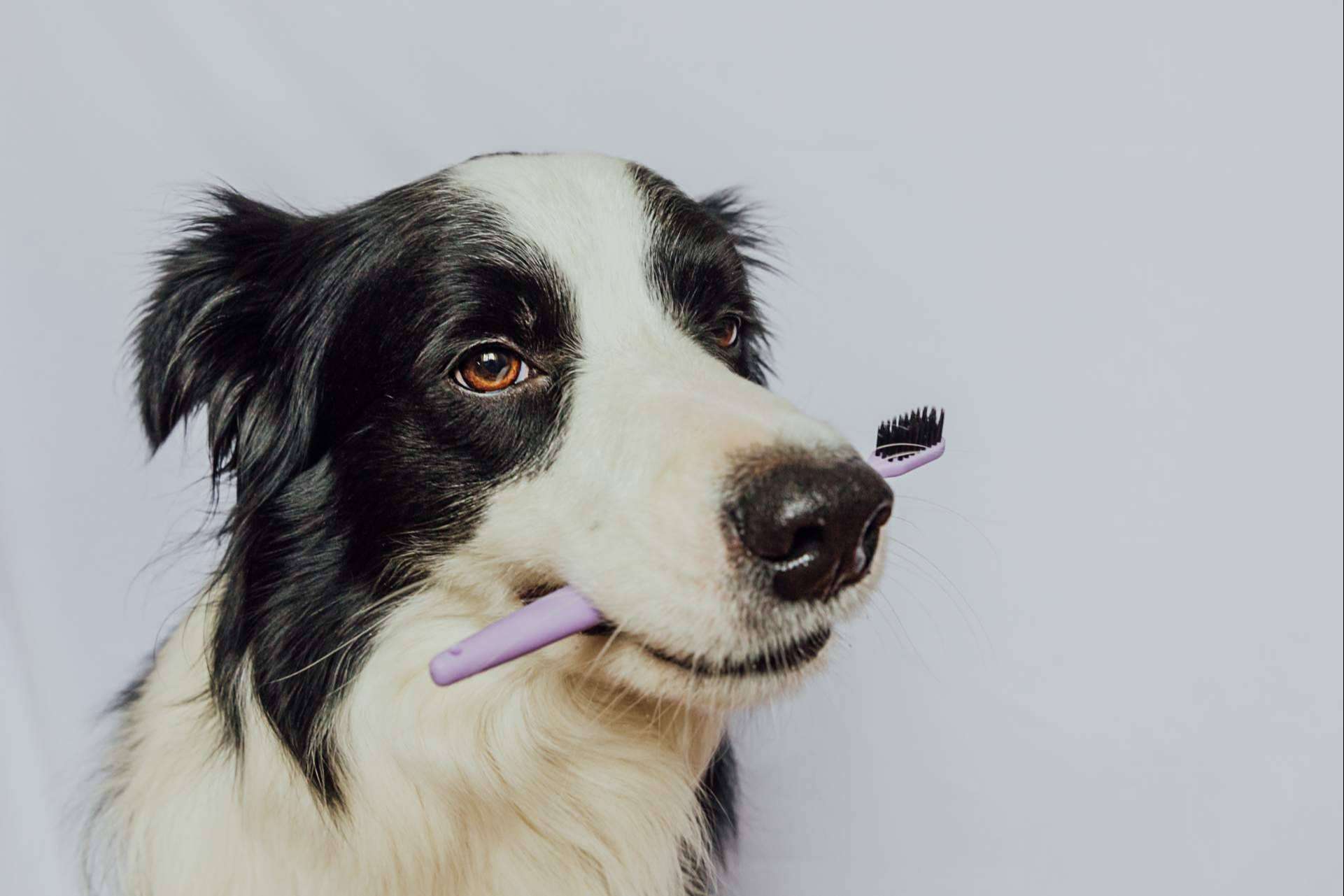 LovePets sobre las ventajas de los masticables para la salud dental de los perros