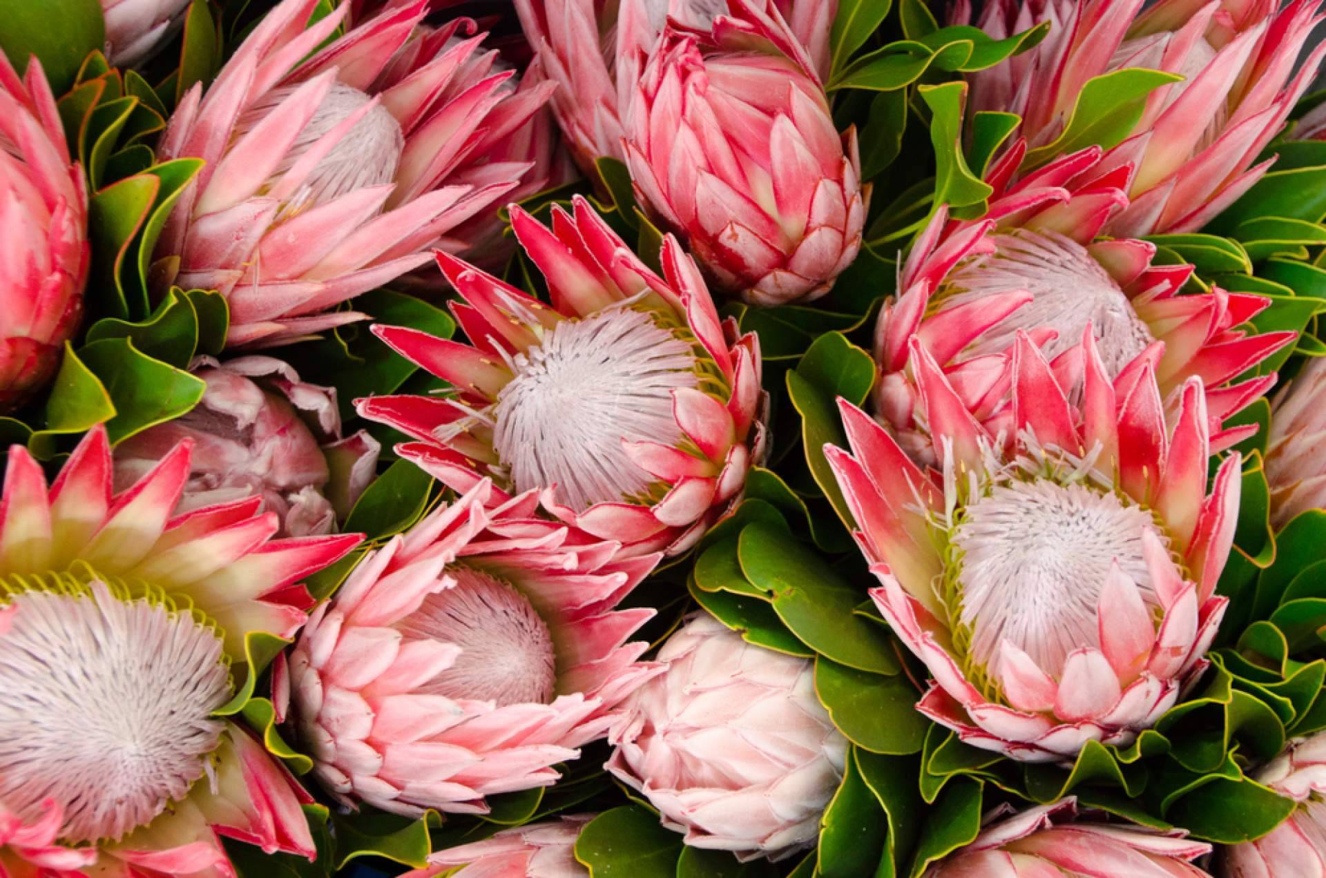 ¿Por qué optar por las flores tropicales?, con los especialistas de la tienda online Rosistirem