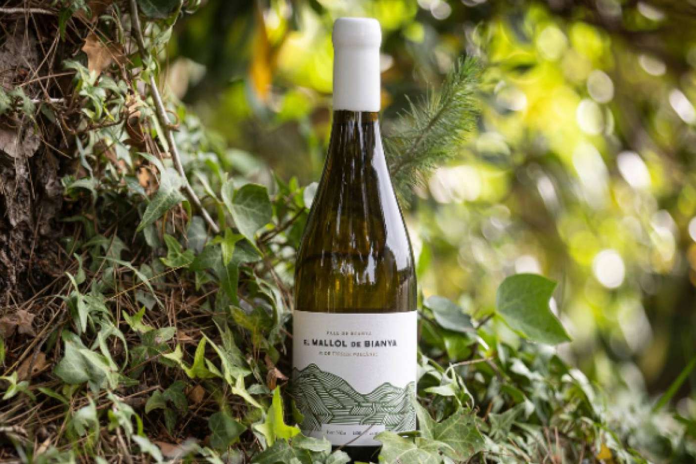 Se ha presentado la nueva añada del Mallol de Bianya, un vino 100% Chardonnay con crianza en barrica, por parte del grupo Ferrer Wines