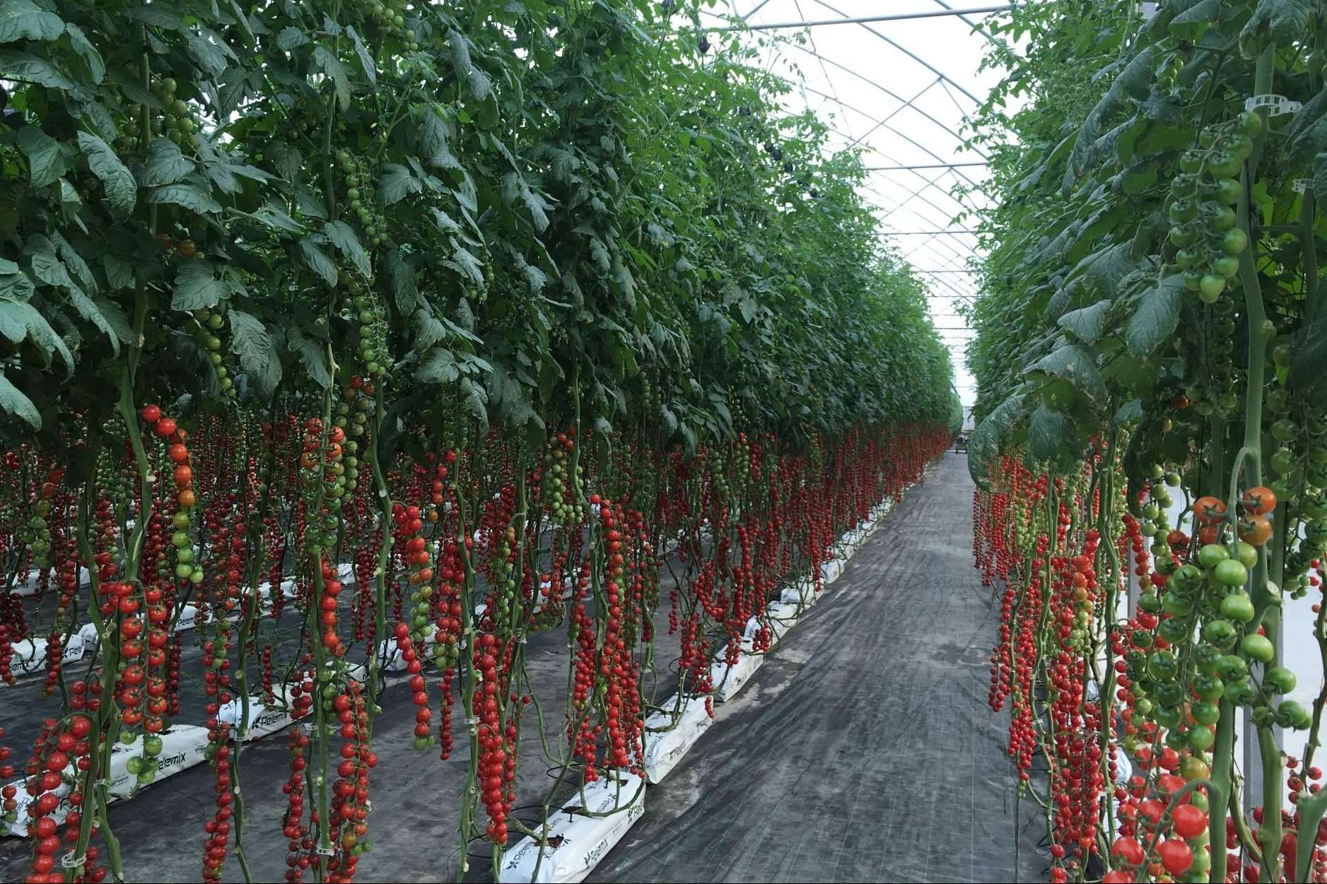 Las Grow Bags de Pelemix facilitan el cultivo de tomates de calidad en cualquier clima y época del año