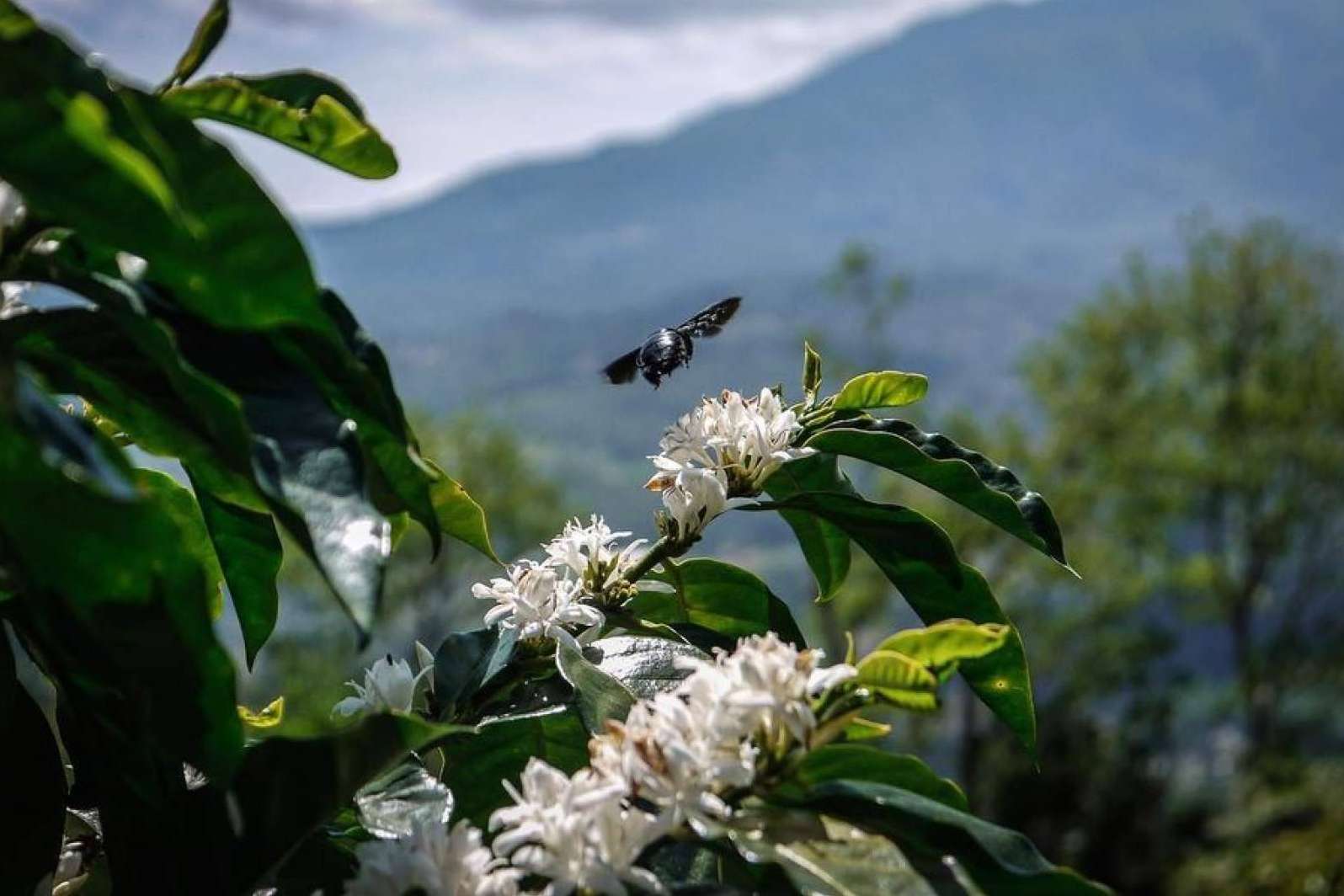 El auge del Café Catuai, una bebida que cautiva a los paladares exigentes