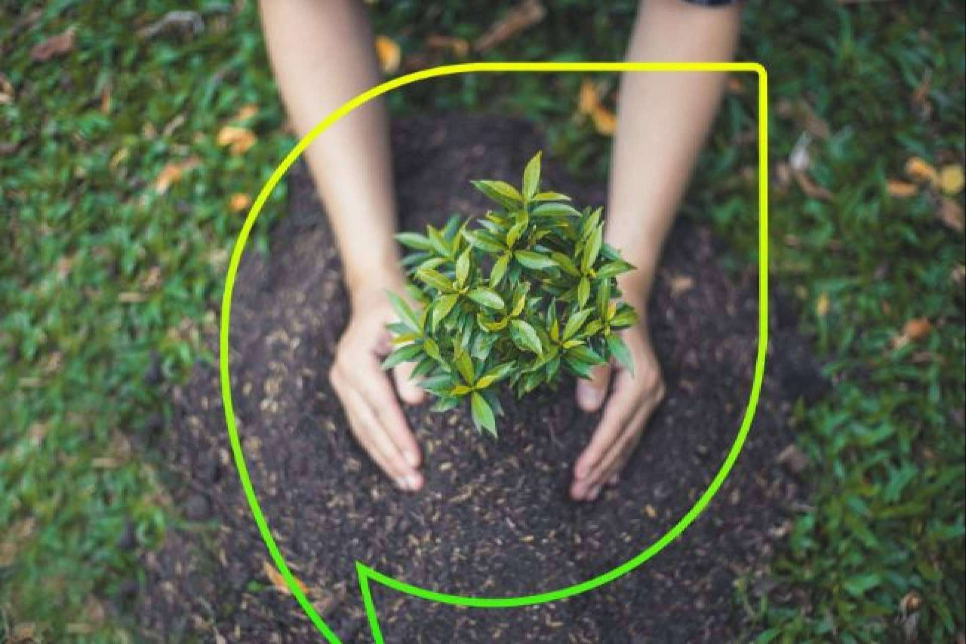 Más de 4.000 árboles plantados con EccoForest; EccoFreight y Folia Project unen fuerzas contra la desertización