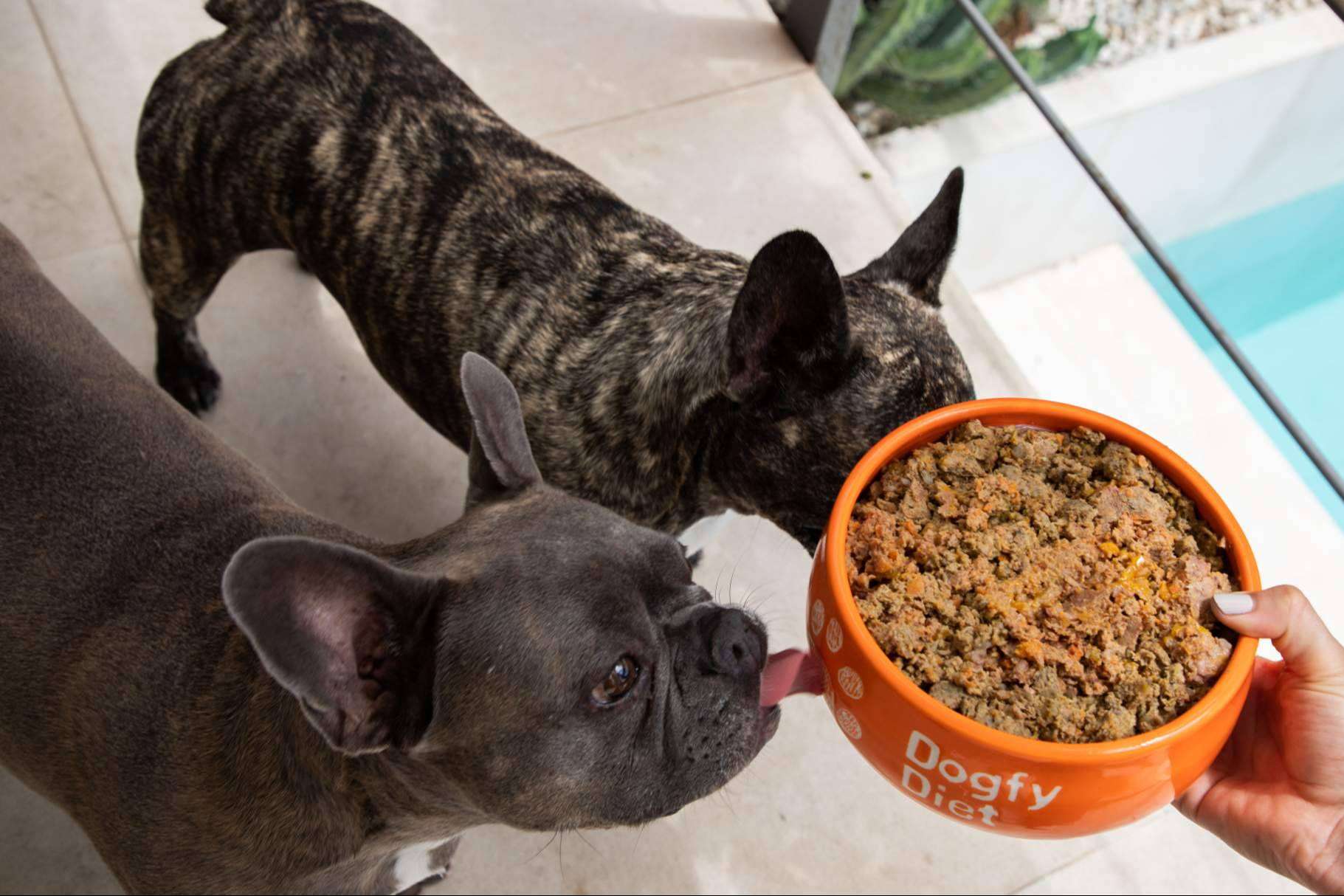 Dogfy Diet; Alimentación saludable y personalizada para el bienestar canino