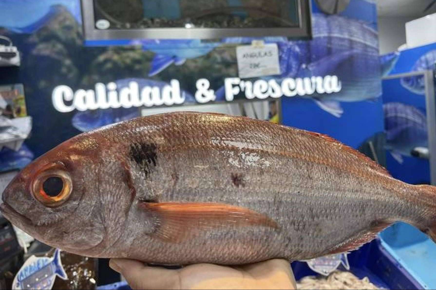 Pescadería Younes Ceuta; tradición y frescura en pescados y mariscos locales