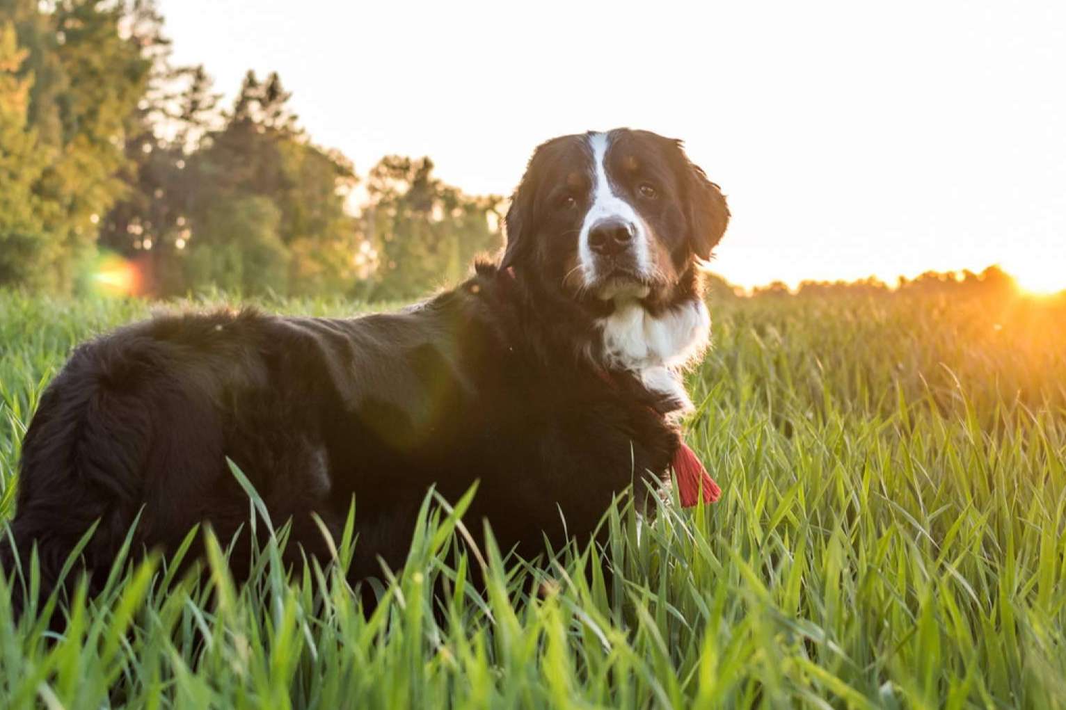 Las residencias de mascotas; una solución práctica y responsable para propietarios de perros y gatos
