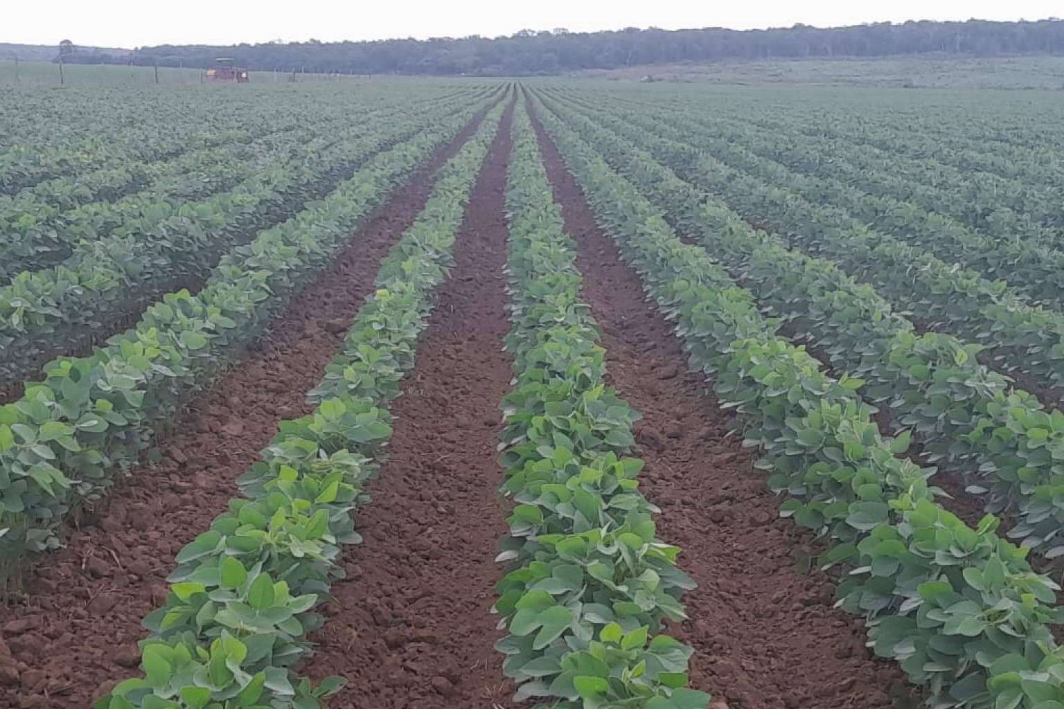 El auge de la soya en la Península de Yucatán; Oportunidad económica y desarrollo sustentable