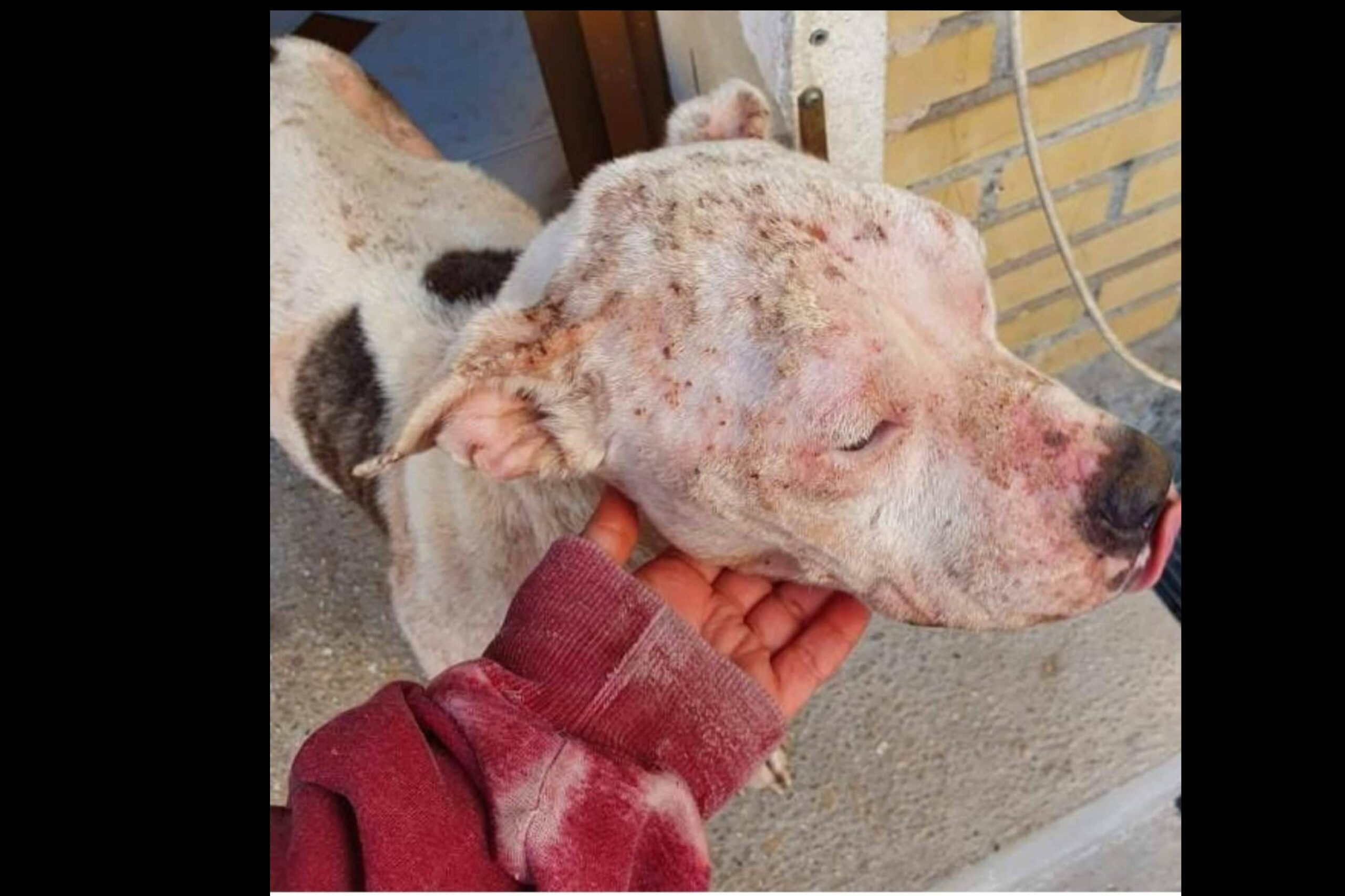 SOS Salvando Vidas España refuerza su labor de rescate animal solidario con nuevas vías de adopción responsable