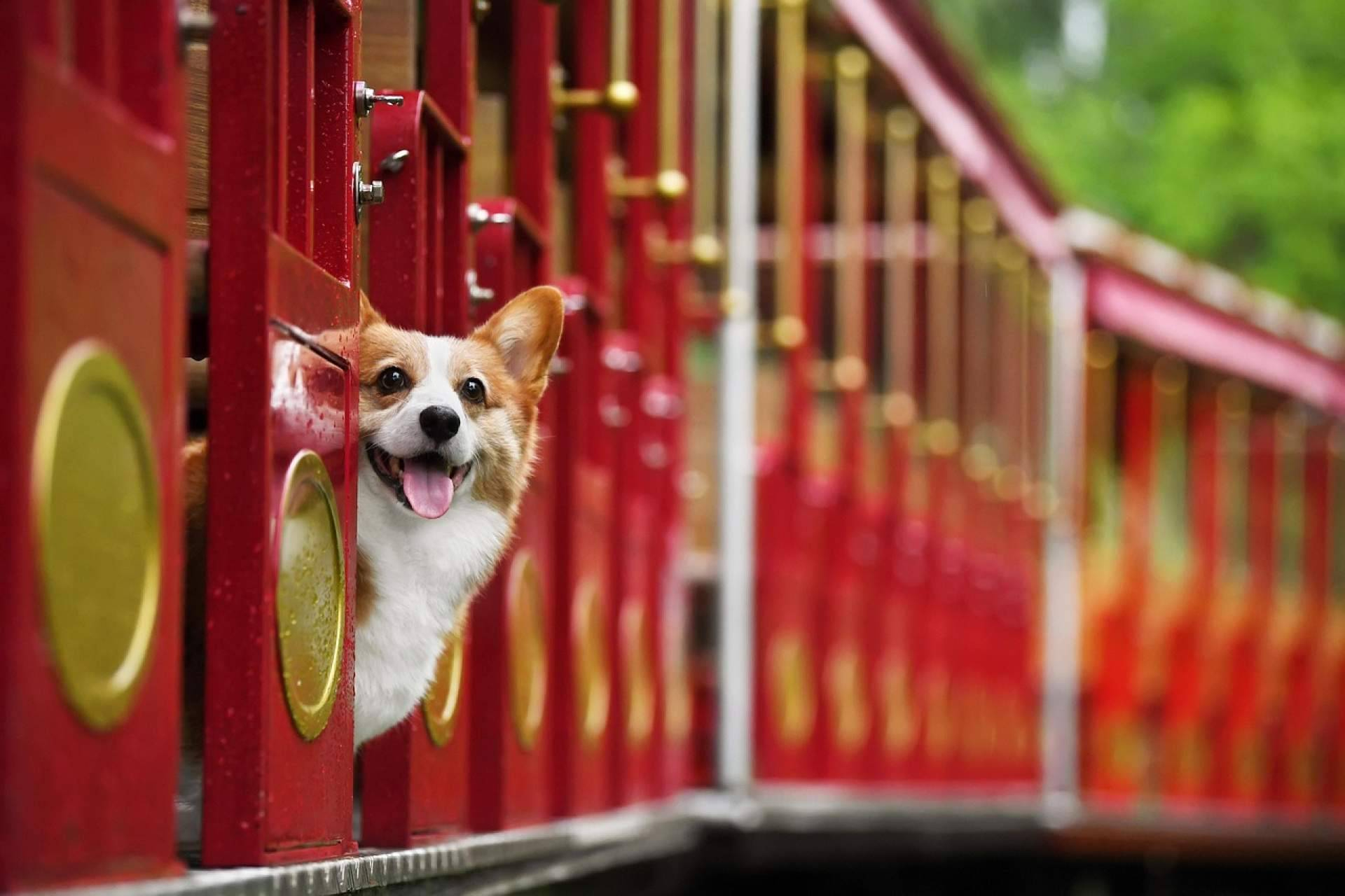 Las mascotas también viajan aseguradas; más coberturas para los nuevos reyes de la casa