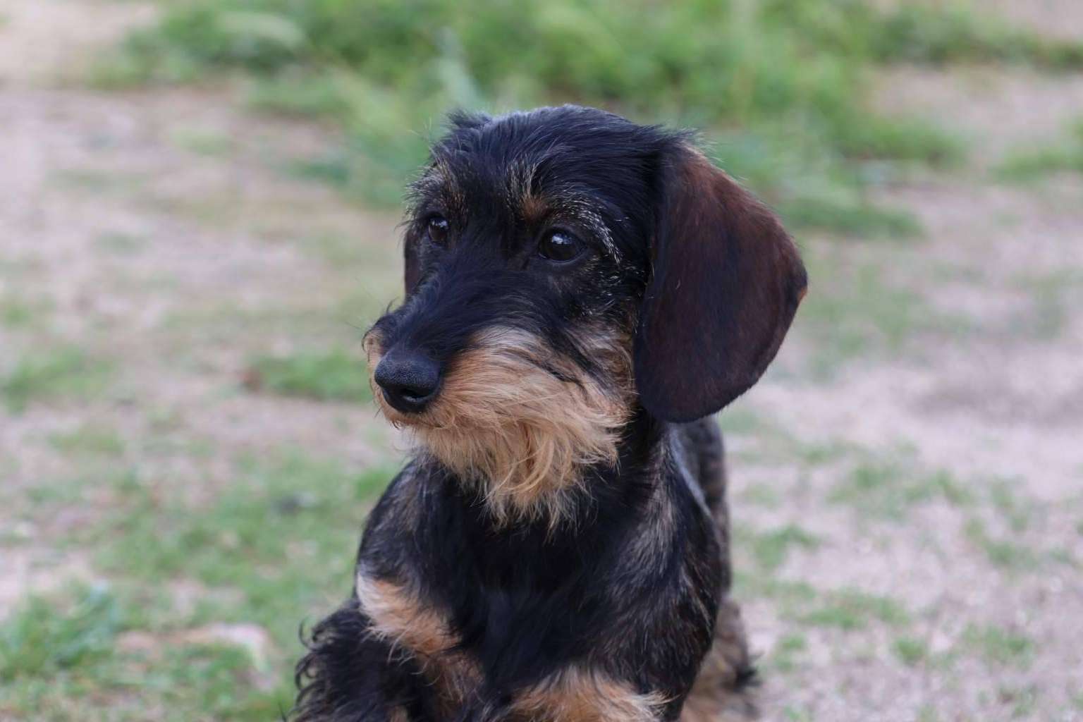 Trámites y Requisitos para la Exportación Internacional de Cachorros