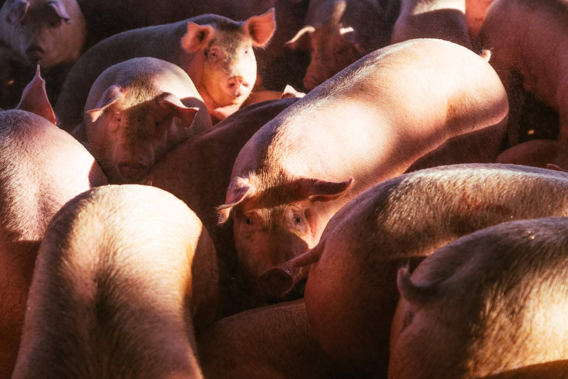 Granjas San Antonio destaca las garantías sanitarias de la carne de cerdo por la alerta de peste porcina
