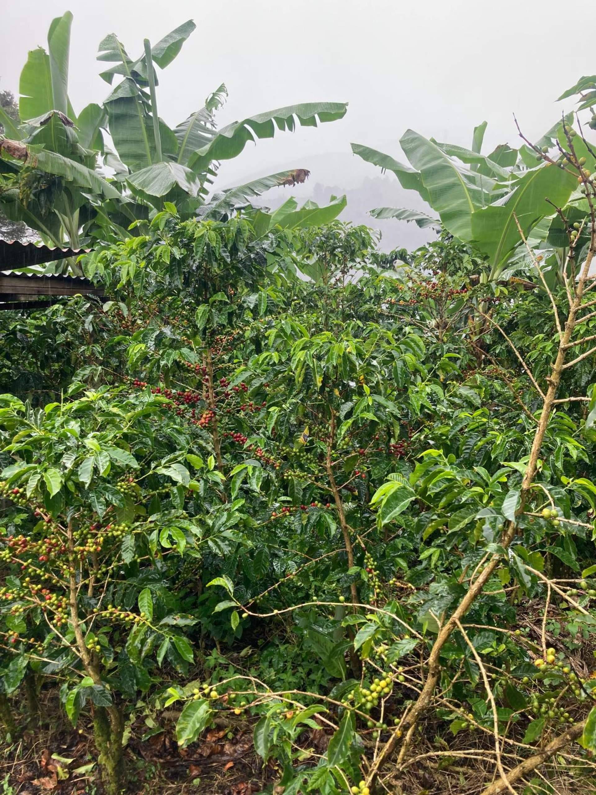Mornoon Coffee refuerza su liderazgo en calidad y sostenibilidad con un doble viaje estratégico a Costa Rica y Colombia