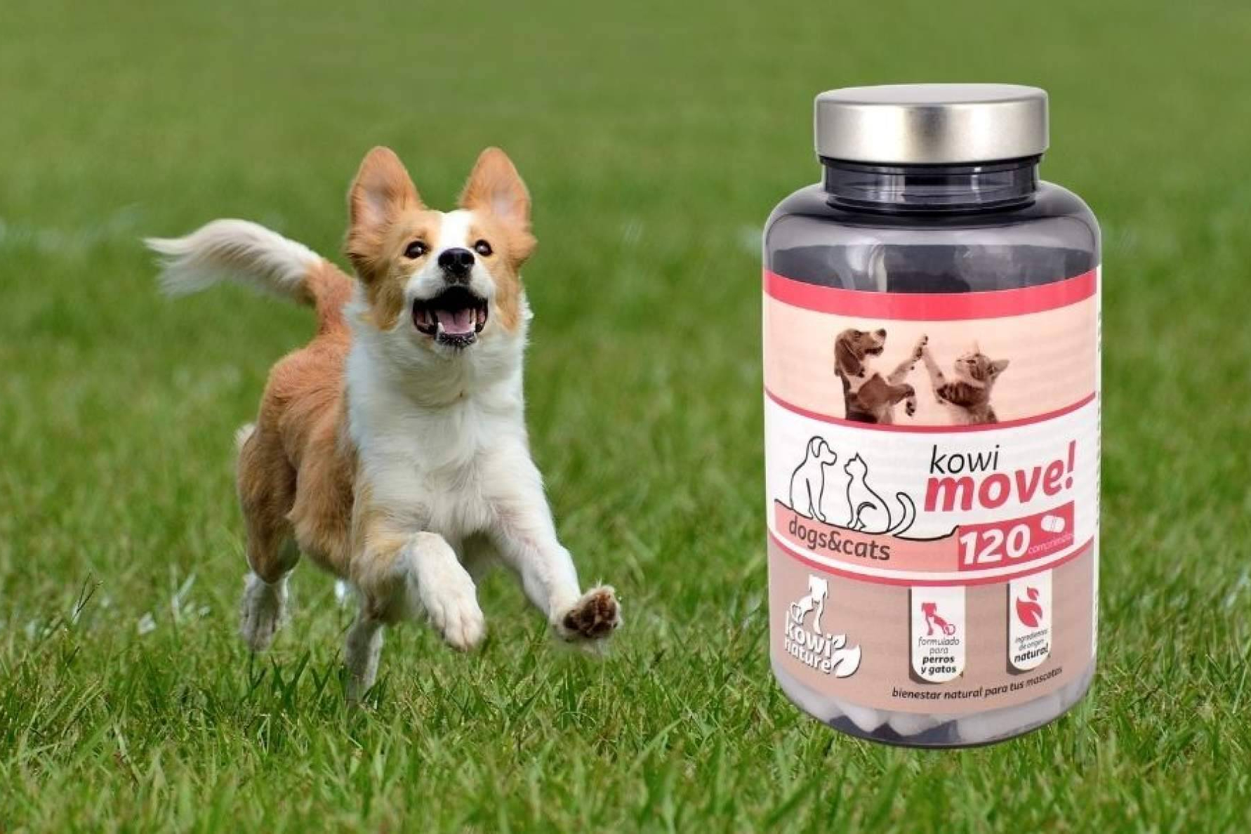 ¿Cuándo usar condroprotectores y cuándo Omega 3 para cuidar las articulaciones de perros y gatos?