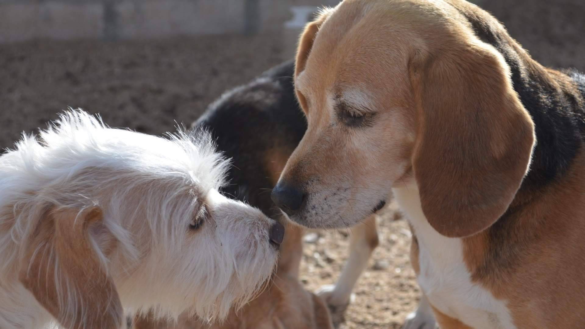 Las residencias para mascotas se consolidan como una alternativa segura y responsable para el verano