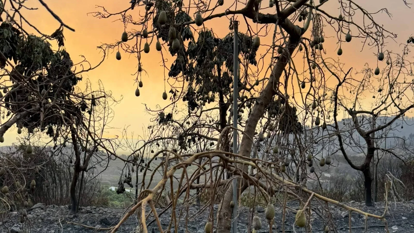 La finca Peña Alta de Tropitop queda calcinada por el fuego y una ola de apoyo impulsa su recuperación